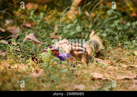 Charming little chipmunk looking for leftovers in candy bar wrapper against green vegetation backdrop in Indian park, symbolizing resilient spirit of Stock Photo