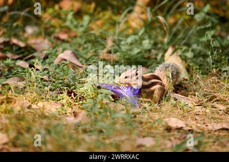 Charming little chipmunk looking for leftovers in candy bar wrapper against green vegetation backdrop in Indian park, symbolizing resilient spirit of Stock Photo