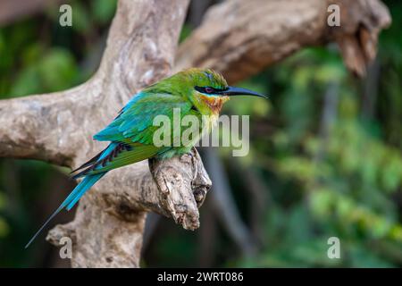 Sri Lanka, Uda Walawe National Park, Blue-tailed Bee-eater (Merops philippinus) Stock Photo