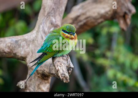 Sri Lanka, Uda Walawe National Park, Blue-tailed Bee-eater (Merops philippinus) Stock Photo