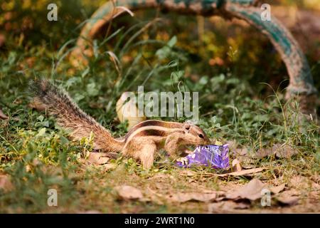 Charming little chipmunk looking for leftovers in candy bar wrapper against green vegetation backdrop in Indian park, symbolizing resilient spirit of Stock Photo