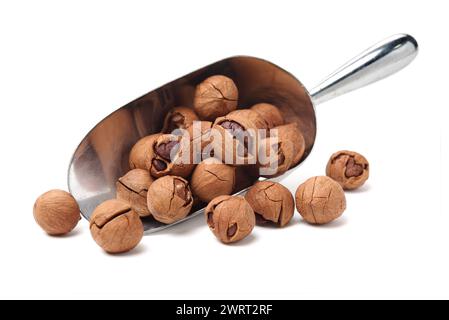 shagbark hickory nuts on white background Stock Photo
