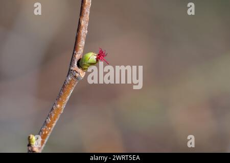 Flowering hazel (Corylus avellana). A tiny female flower on a twig in early spring. Stock Photo