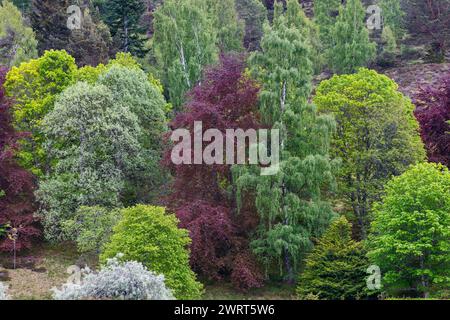 A rich tapestry of deciduous and evergreen trees in a temperate woodland, showcasing an array of colors from lush greens to deep burgundies Stock Photo