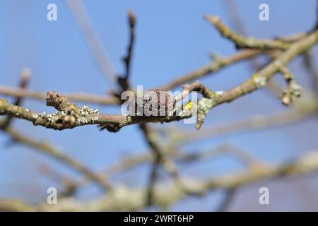 Fruit mummy on an apple tree. Stock Photo