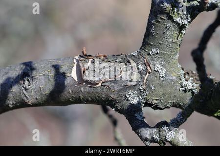 Apple branch with cracked, falling bark. Symptoms of disease or sunburn. Stock Photo
