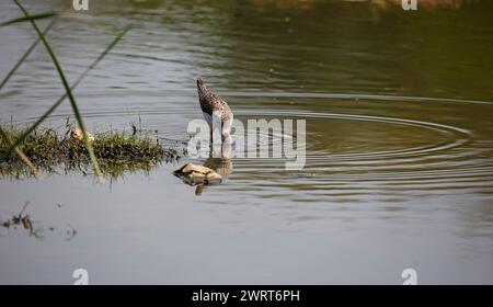 Greenshank dipping in a pond in India Stock Photo