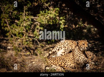 Two Cheetahs Resting in a shady brush Stock Photo