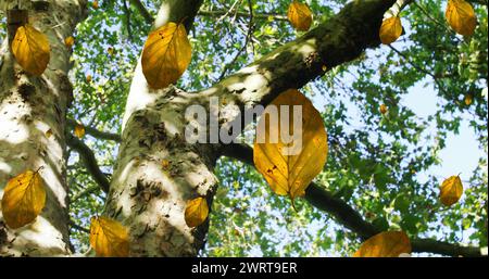 Image of autumn leaves and branches against low angle view of trees and blue sky Stock Photo