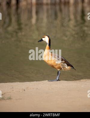 Portrait of a Fulvous whistling duck (dendrocygna bicolor) standing on the sandy banks of the Al Qudra Lake in Dubai, United Arab Emirates. Stock Photo