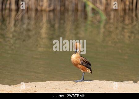 Portrait of a Fulvous whistling duck (dendrocygna bicolor) preening while standing on the sandy banks of the Al Qudra Lake in Dubai, United Arab Emira Stock Photo