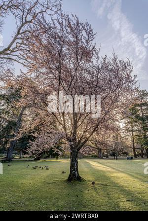 Cherry blossoms in Beacon Hill Park in Victoria, British Columbia, Canada. Stock Photo