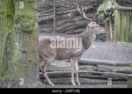 Vietnamese sika deer (Cervus nippon pseudaxis), Nordhorn Zoo, Lower Saxony, Germany Stock Photo