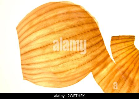 Onion peel isolated on a white background. Stock Photo