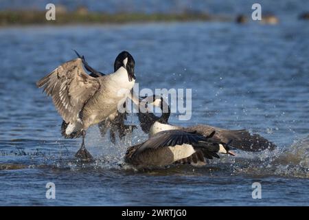 Canada goose (Branta canadensis) three adult birds fighting on a lake, England, United Kingdom Stock Photo