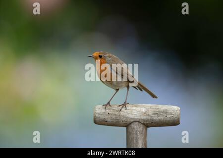 European robin (Erithacus rubecula) adult bird on a garden fork handle, Suffolk, England, United Kingdom Stock Photo