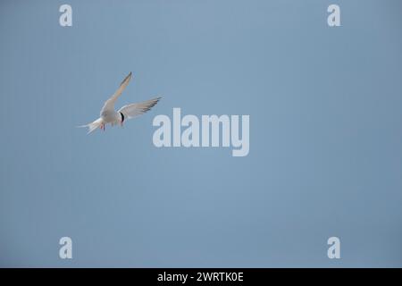 Common tern (Sterna hirundo) adult bird hovering in flight with a fish in its beak, Suffolk, England, United Kingdom Stock Photo