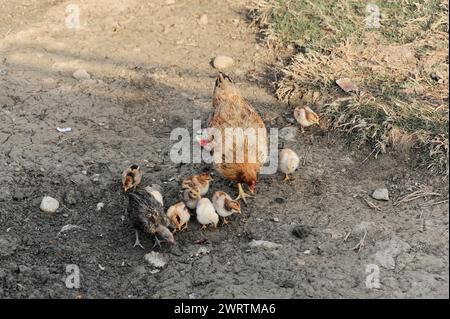 A hen feeds her chicks on the ground outside, Chitwan National Park, Nepal Stock Photo