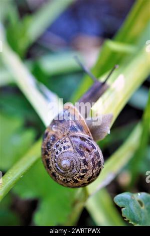 Snail crawling on a green leaf Stock Photo
