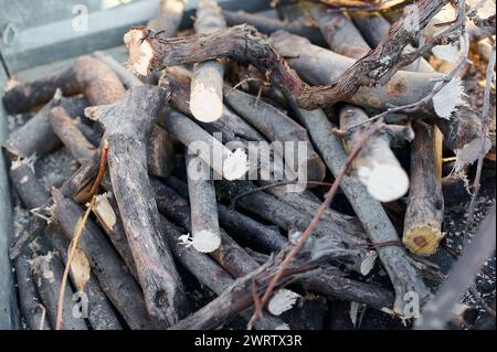 Cut wooden logs stacked, showing growth rings and the rough texture of the bark. Stock Photo