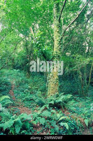 Tree and ferns in a forest. Stock Photo