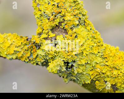 Maritime Sunburst lichen, (Xanthoria parietina), also known as Orange Lichen or Yellow Scale, covering a branch in Lancashire, UK Stock Photo