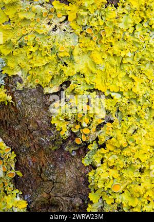 Maritime Sunburst lichen, (Xanthoria parietina), also known as Orange Lichen or Yellow Scale, covering a branch in Lancashire, UK Stock Photo