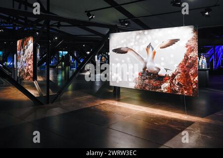 Oberhausen, Germany. 14th Mar, 2024. General view. 'Planet Ozean' (Planet Ocean) will be on display from 15th March to the end of December 2024 at this popular exhibition venue. The exhibition illustrates the beauty of the ocean world, as well as its environmental challenges. It encompasses around 160 large scale photos, videos, sound as well as other exhibits from the oceanic and natural environment world, including the 40 metre tall screen and immersive 'Die Welle' (the wave) projection inside the old gasometer structure. Credit: Imageplotter/Alamy Live News Stock Photo