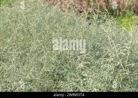 Asparagus albus grow in garden. Aromatic plant is growing outdoors. Growing spices for further use. Farming and harvesting. Stock Photo