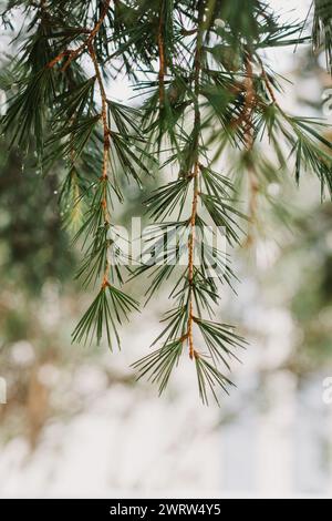 Raindrops on a fluffy fresh branches of larch. Close-up. Selective focus. Stock Photo
