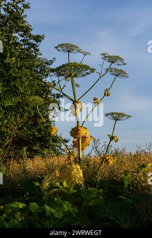 Heracleum sosnovskyi big poison plant blooming. Medicinal plant Common Hogweed Heracleum sphondylium. Stock Photo