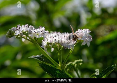 Bee on danewort. Sambucus ebulus, also known as danewort, dane weed, danesblood, dwarf elder or European dwarf elder. Stock Photo
