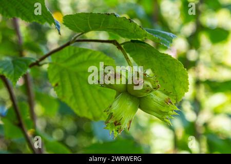 Young hazel, green hazelnut nuts, grow on a tree. Stock Photo