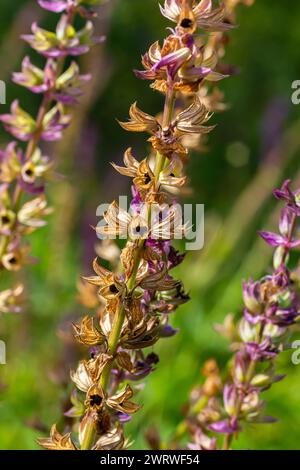 Deep violet-blue flowers, Salvia nemorosa Ostfriesland. Tall purple flower . Salvia, Nepeta. Balkan Clary - Salvia sylvestris. Stock Photo