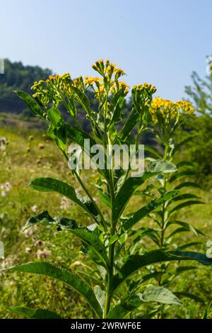 Senecio hydrophilus Nutt. wild yellow flowers, blooming weed plant in summer garden. Stock Photo