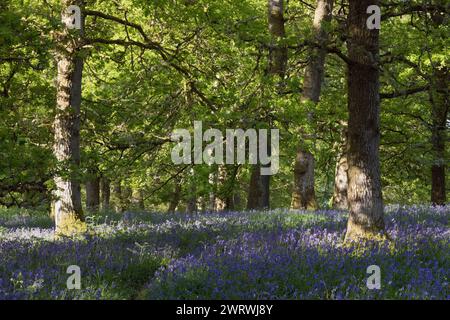 A Carpet of Bluebells (Hyacinthoides Non-Scripta) in Flower Beneath the Trees in the Ancient Oakwood at Kinclaven Bluebell Wood in Scotland Stock Photo