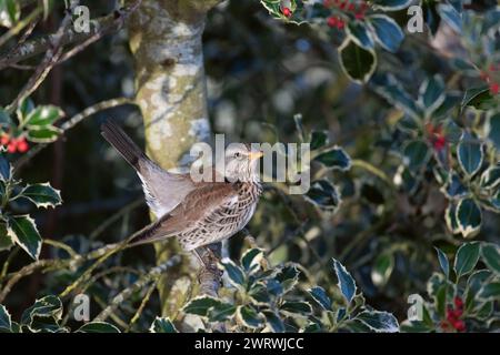 A Fieldfare (Turdus Pilaris) Hiding in a Holly Tree (Ilex Aquifolium) in Winter to Guard Its Food Supply of Red Berries Stock Photo