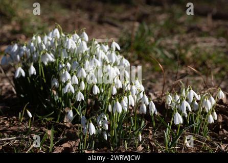 Snowdrops (Galanthus Nivalis) Growing in a Woodland Clearing in Winter Sunshine Stock Photo