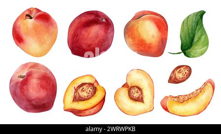 Watercolor set of fresh various peaches and apricot isolated on white. Hand drawn fruit illustration. Whole and sliced nectarines painted. Design elem Stock Photo