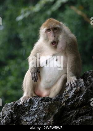 Long Tailed Macaque or Crab Eating Macaque (Macaca fascicularis) Phang-nga, nr Khao Lak, Thailand Stock Photo