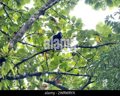 White Handed Gibbon or Lar Gibbon (Hylobates lar) sitting high in tree, Khao Sok Nature Reserve, Thailand Stock Photo