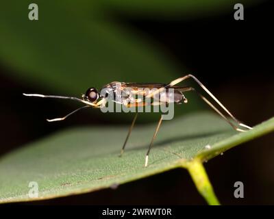 Long Legged Fly (Dolichopodidae sp.) Khao Sok Nature Reserve, Thailand Stock Photo