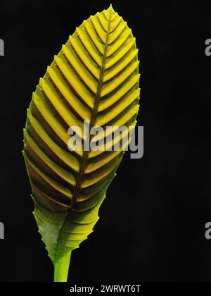 Green Leaf backlight, showing structure and pattern, Khao Lak Thailand Stock Photo