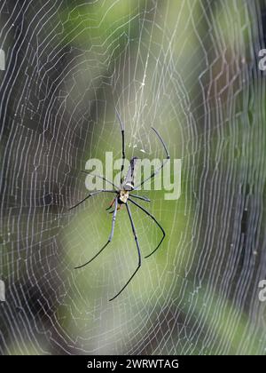 Giant Golden Orb Weaver Spider on web (Mephila lilipes) Khao Sok Nature Reserve, Thailand Stock Photo