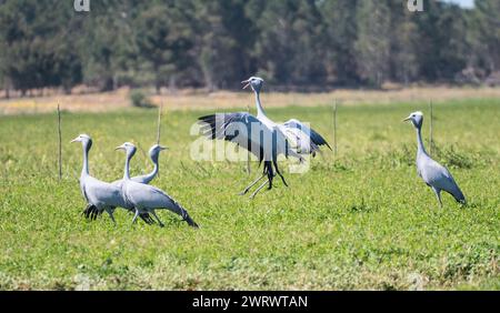 Blue crane birds (Grus paradisea) group participate in mating dance or behavioural ritual close up in the wild of Western Cape, South Africa Stock Photo