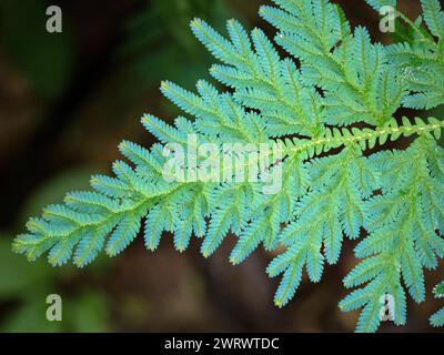 Blue fern (Selaginella) close up of leaf, Khao Sok Nature Reserve, Thailand Stock Photo