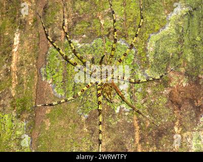 Lichen Huntsman Spider (Heteropoda boiei) camouflaged on tree trunk, Khao Sok Nature Reserve, Thailand Stock Photo