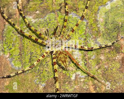 Lichen Huntsman Spider (Heteropoda boiei) camouflaged on tree trunk, Khao Sok Nature Reserve, Thailand Stock Photo