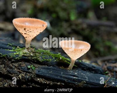 Cup Fungi growing on dead wood on forest floor (Cookeina tricholoma or Operculate discomycete) Khao Sok Nature Reserve, Thailand Stock Photo