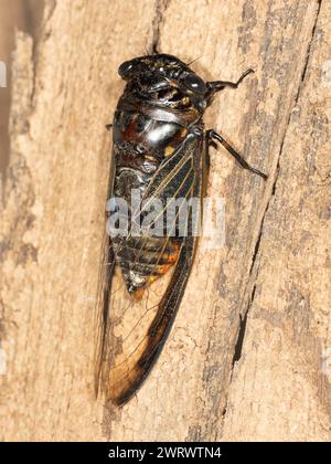 Cicada (Cicadidae sp) on tree trunk, Khao Sok Nature Reserve, Thailand ...